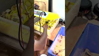 How to Hatch Eggs in automatic Egg Incubator  Check Description Incubator for Chicken Eggs shorts [upl. by Annairol331]