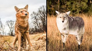 Best Coyote Decoy 2022  Top 5 Coyote Decoys For Hunting [upl. by Selemas828]