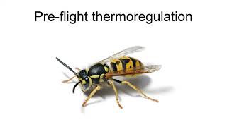 Insect Thermoregulation [upl. by Crawley]