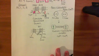 Adenylyl Cyclase Part 5 [upl. by Rem]