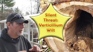 Understanding Verticillium Wilt  A Threat to Your Plants [upl. by Sivam]