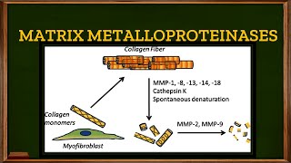 L33 Tertiary or Gelatinase granules in Neutrophils Matrix Metalloproteinases [upl. by Skye426]