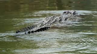 Mugger or Marsh Crocodile Crocodylus palustris [upl. by Gayel593]