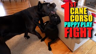 FIRST Play Fight With Bruce Wayne amp Puppy [upl. by Kronfeld]