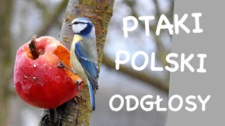 Co to za ptak  Odgłosy ptaków  Ptaki Polski [upl. by Lebbie]