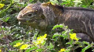 IGUANAS AND LAVA LIZARDS  Galapagos Islands [upl. by Aicile]