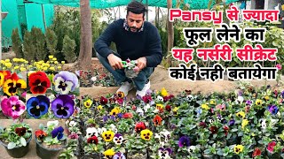 How To Grow And Care Pansy Plant ।। Pansy से ज्यादा फूल लेने का नर्सरी सीक्रेट [upl. by Ekaj583]