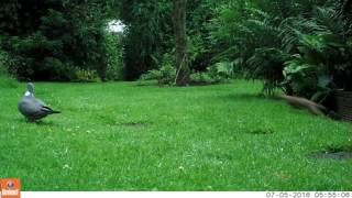 Stoat in Back Garden [upl. by Besse899]