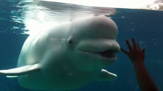 Beluga whale says BOO at Mystic Aquarium [upl. by Janaye]