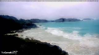 Nonsuch Expeditions  CahowCam3 Live Stream [upl. by Moor]