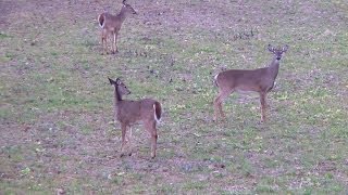 Deer Hunting 2014 Best Doe Kill Video Yet [upl. by Ximena]