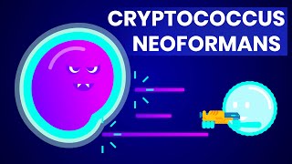 Cryptococcus neoformans And how it affects HIVAIDS patients [upl. by Nylyak]