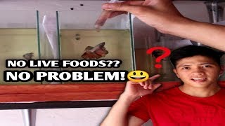 DIY fish food for my betta fishes High in proteinenglish sub [upl. by Aynna344]