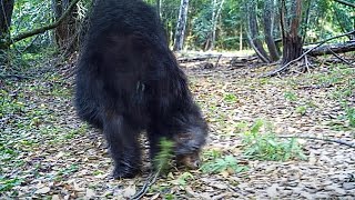 MOST UNSETTLING VIDEO ON TRAIL CAM MUST WATCH [upl. by Enasus]