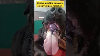 Oral tumourgingival tumour and palatine tumordogtumour in dogblood tinged salivadrrbk [upl. by Nivrad]