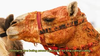 Camel Racing Dubai Junior CamelsMekh Paija [upl. by Magda]