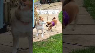 Shiba puppies vs older Shibas [upl. by Stacie607]