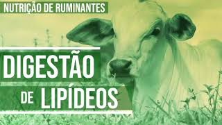 Digestão de Lipídeos  Nutrição de Ruminantes [upl. by Eanyl828]