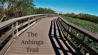 The Anhinga Trail Everglades National Park [upl. by Fowkes]