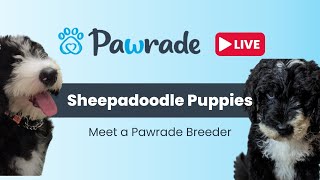 Sheepadoodle Puppies playing on PawradeLIVE Stream Sheepadoodle Breeder Information [upl. by Ellis532]