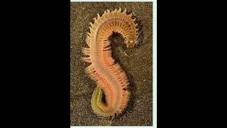 Polychaete Reproduction [upl. by Arraes]