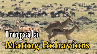 Surprising Facts About Impalas Mating Behaviors  Aepyceros melampus Real Mating Footages [upl. by Massiw]