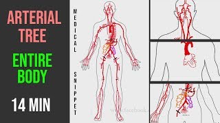 Arteries Arterial Tree of the entire human body • Anatomy explained in 14 minutes [upl. by Minton]