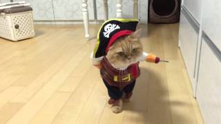 Viral Video UK Pirate Cat [upl. by Aikar]