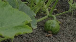 Summer Squash Growing Time Lapse [upl. by Eniamaj171]