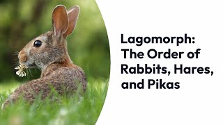 Lagomorphs From Rabbits and Hares to Pikas – Exploring the Order Lagomorpha [upl. by Ynes]