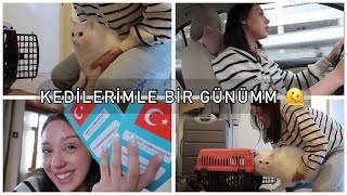 KEDİLERİME ÇİP TAKTIRDIM  CHILL VLOG [upl. by Lahcar329]