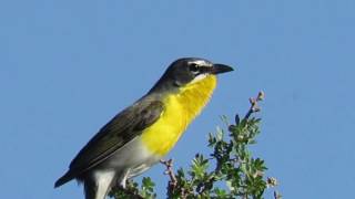 Yellowbreasted Chat Icteria virens Chattering Calling Singing Rattlesnake Springs NM [upl. by Tarra439]