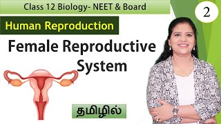 Female Reproductive System  Class 12 Biology in Tamil  தமிழ் [upl. by Oira]