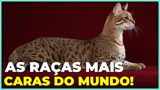 Top 10 Raças De Gato Mais Caras Do Mundo [upl. by Armmat283]