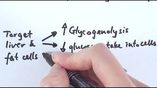 A2 Biology  Regulation of blood glucose level OCR A Chapter 143 [upl. by Lacey]