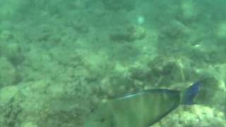 Ringtail Surgeonfish  Blochii Tang  Poipu Kauai Hawaii [upl. by Ellezig204]