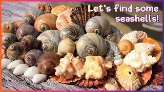 Finding Seashells on the Mud Flats  Shells Galore Virtual Shelling [upl. by Enajharas]