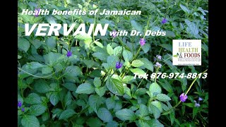 VERVAIN herb health benefits with Dr Debs  Nov 17 2020 wwwdebrawilliamsjacom [upl. by Travers]