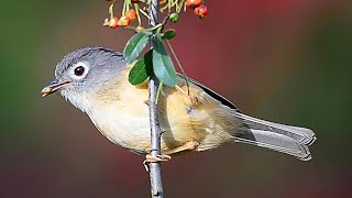 繡眼畫眉Greycheeked Fulvetta [upl. by Mathews]