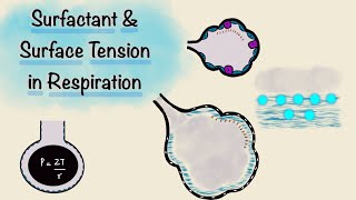 Surfactant and Surface Tension in Respiration  Breathing Mechanics  Respiratory Physiology [upl. by Cayser701]