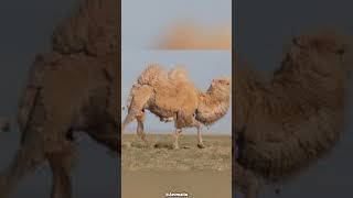 This camel drink water up to 57 liters at once 😮🫨  ytshorts shorts [upl. by Atsirak]