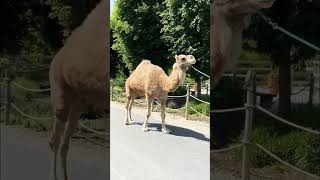 Dromedary Camel Pleasantly Walking at its Pace [upl. by Anilocin]