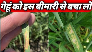 septoria tritici blotch stb of wheat।how to control septoria leaf spot। गेहूं की खतरनाक बीमारी। [upl. by Agnesse578]