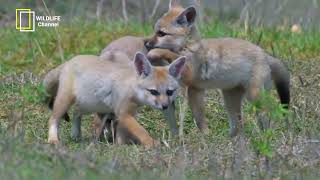 Foxes Documentary  Cunning and Adaptable Life of Foxes  wildlife [upl. by Austin]