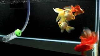 My Goldfish During a Water Change [upl. by Hgielanna491]