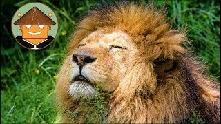 QUÉ PASA CON LOS LEONES  Mini documental [upl. by Drisko]