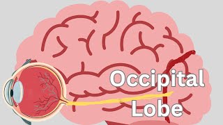 Occipital Lobe [upl. by Vahe]