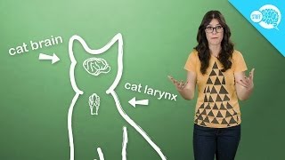 How And Why Do Cats Purr [upl. by Ecnerewal]