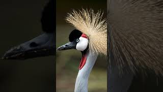 Grey Crowned Crane trend shortsfeed birdslover birds feedpage feedfeed viralvideo shorts 9k [upl. by Rolat]