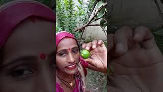 Ghar may am Im rude ka paid bhargaya🍏🍏🍏 [upl. by Mervin388]